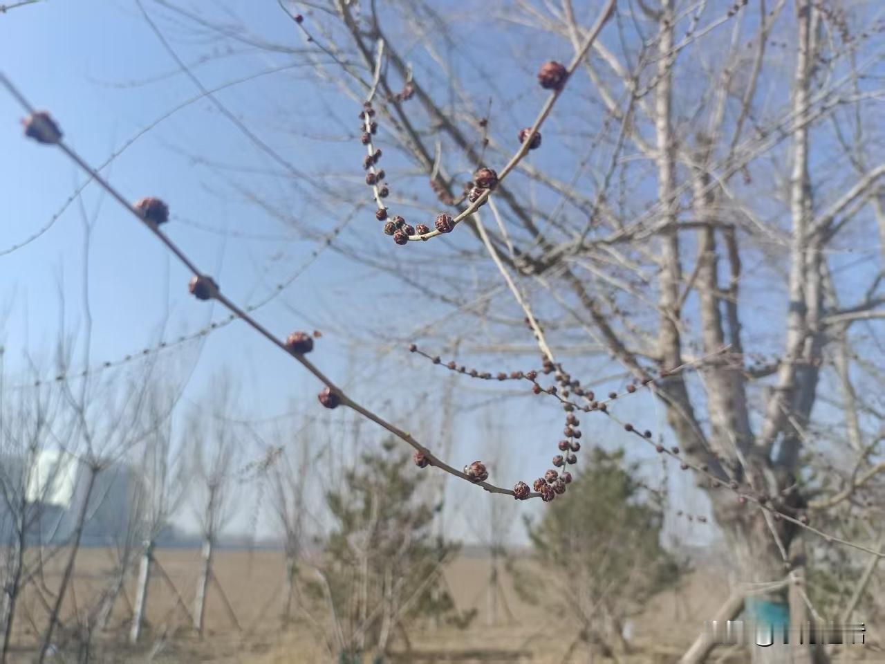  梁东方
在早春第一个气温上升到了15度以上的下午，沿着黄花沟向东走。监狱对面的