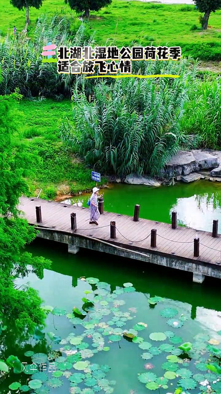 北湖北湿地公园荷花季，适合放飞心情。
北湖北湿地公园荷花季，适合放飞心情。