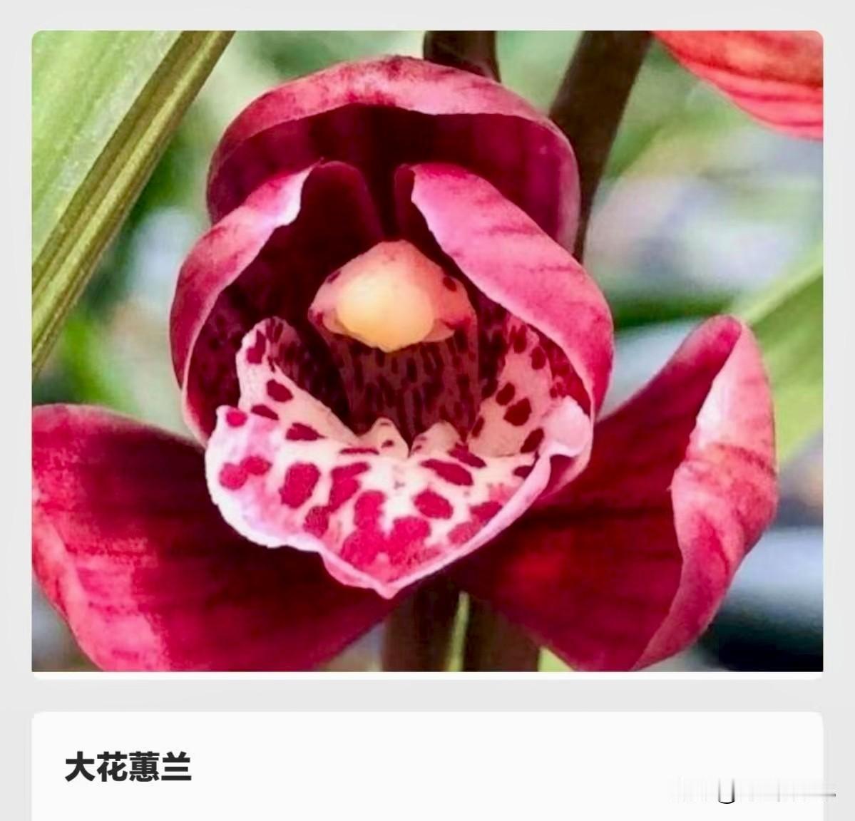 曾被炒成“绿色股票”的花，你
养过吗？
有一株草，叶不过数片，花不过几朵，香气清