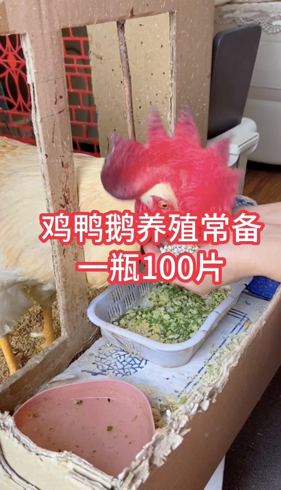 鸡鸭鹅养殖技术鸡鸭鹅养殖方法鸡鸭鹅养殖 土鸡 鸡鸭鹅散养