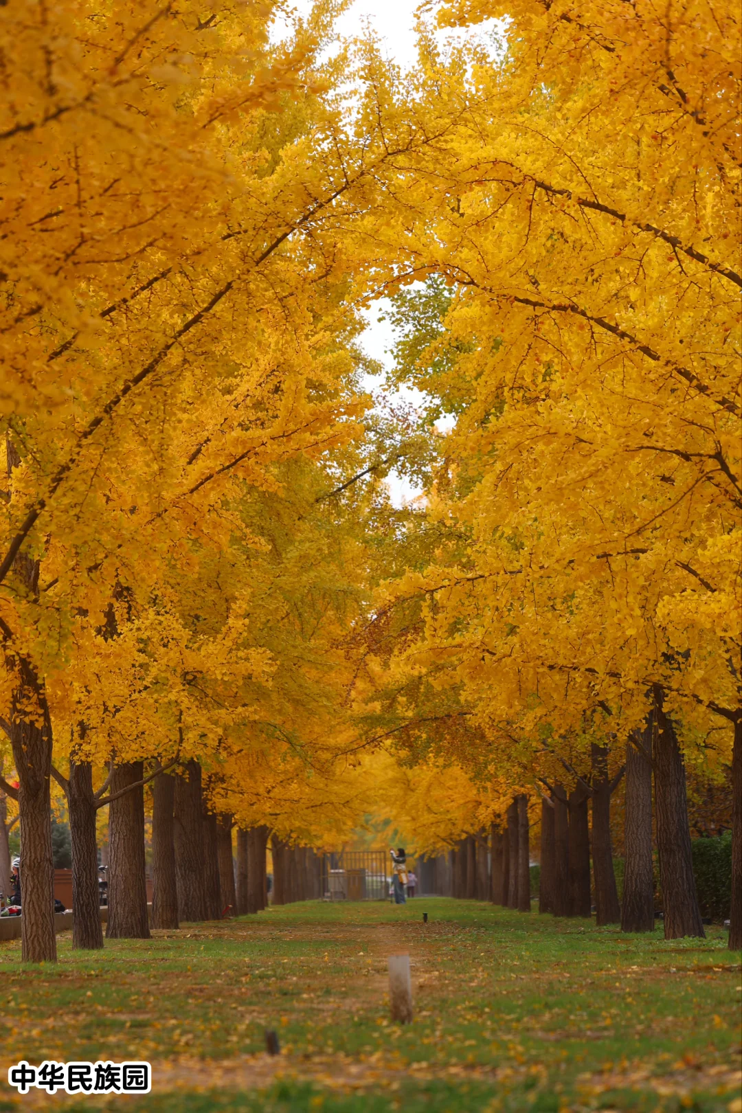 11.1最近3天北京赏秋，我推荐这18个地方！