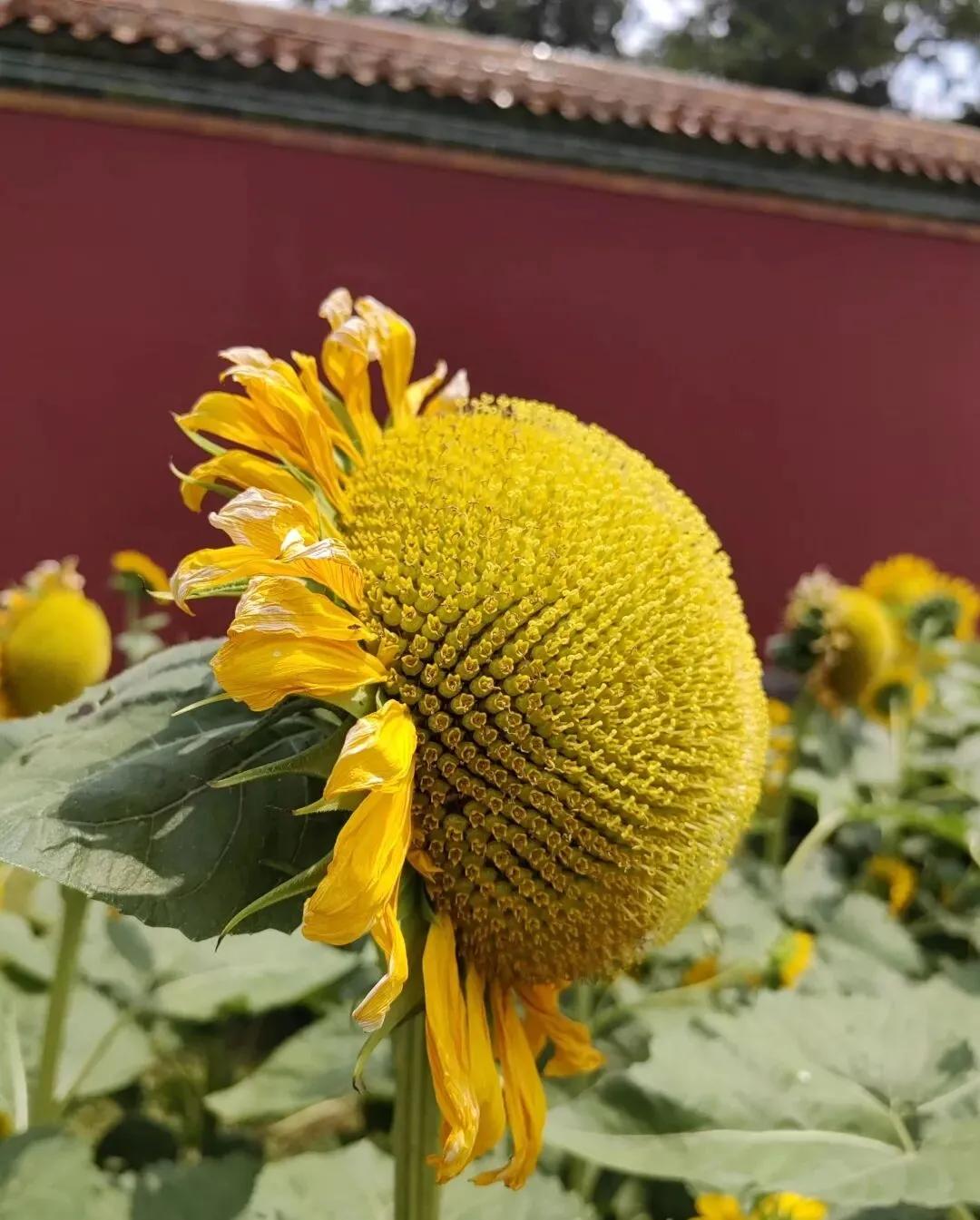 红墙下向日葵🌻
拍摄于景山公园