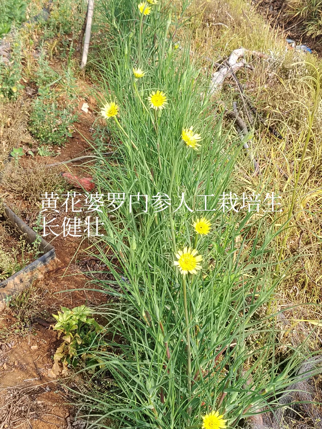 晒一晒随手一拍的花朵