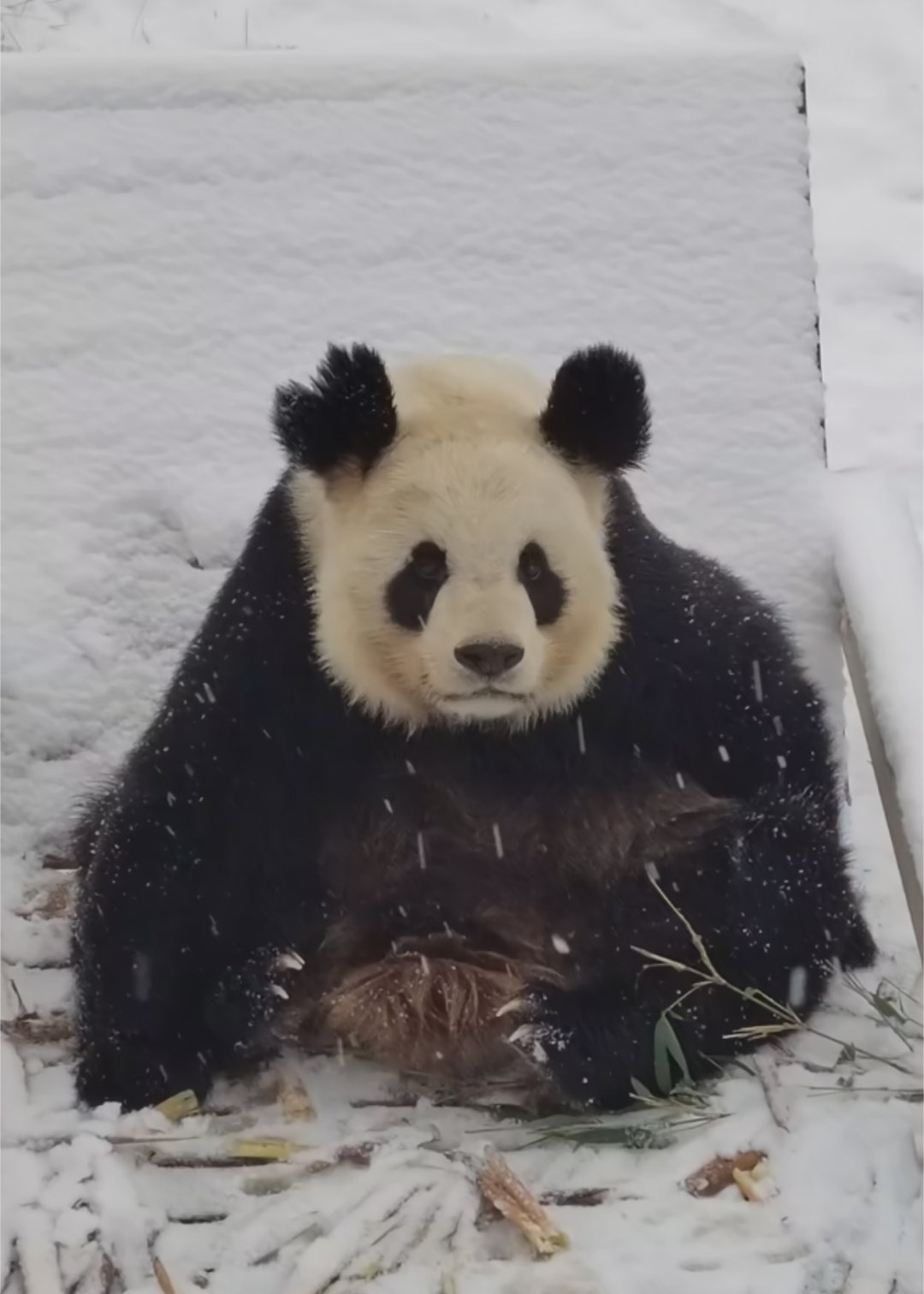 朵姐这潦草的可爱。🐼 