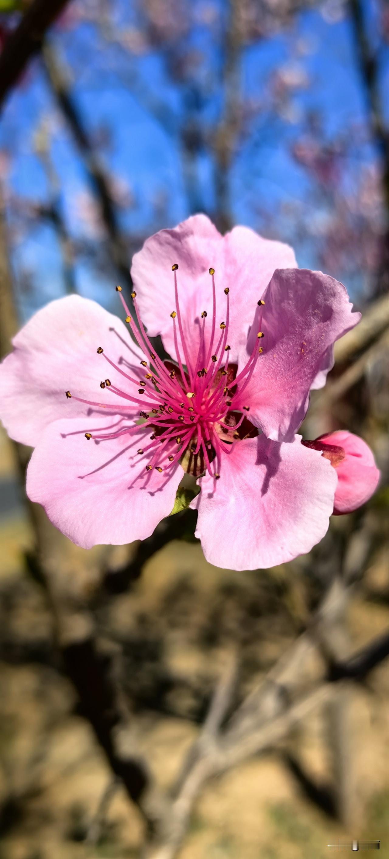 今天，我没有去景区打卡，在家门口的一个小公园捡了个大便宜，与一树树桃花撞了个满怀