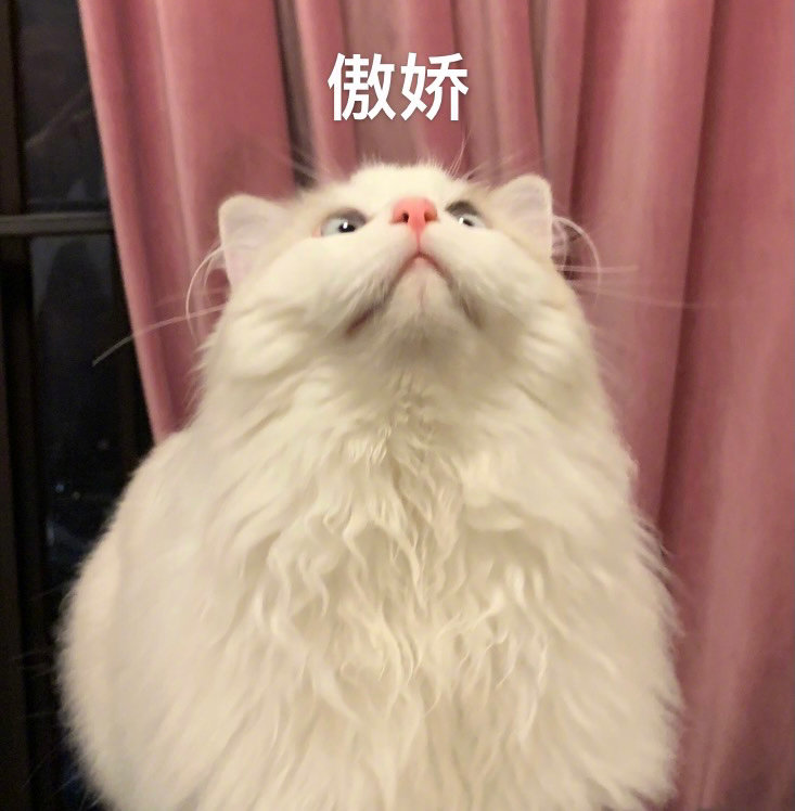 网友家的超级无敌小可爱