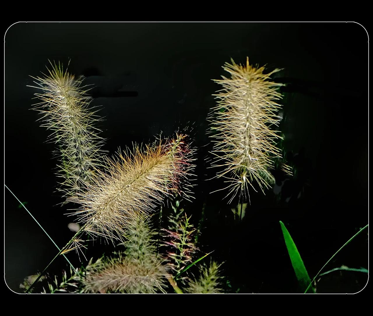 《狗尾草，蒲苇，合欢花》
在植物园拍的三种植物，都长有细毛状的东西。不是学植物的