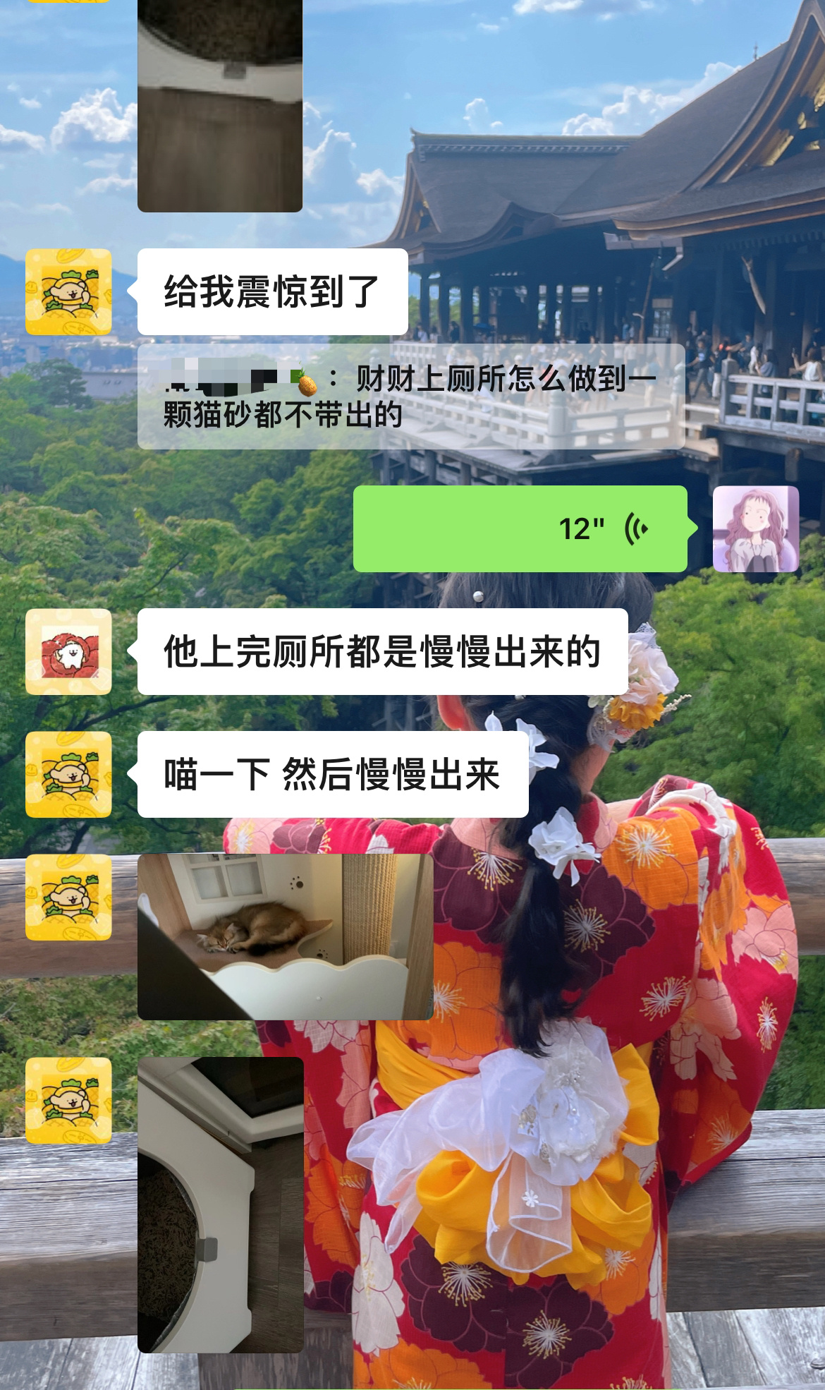 一大波财财的回访#英国长毛猫##金渐层[超话]##辣椒家新家回访# ​​​