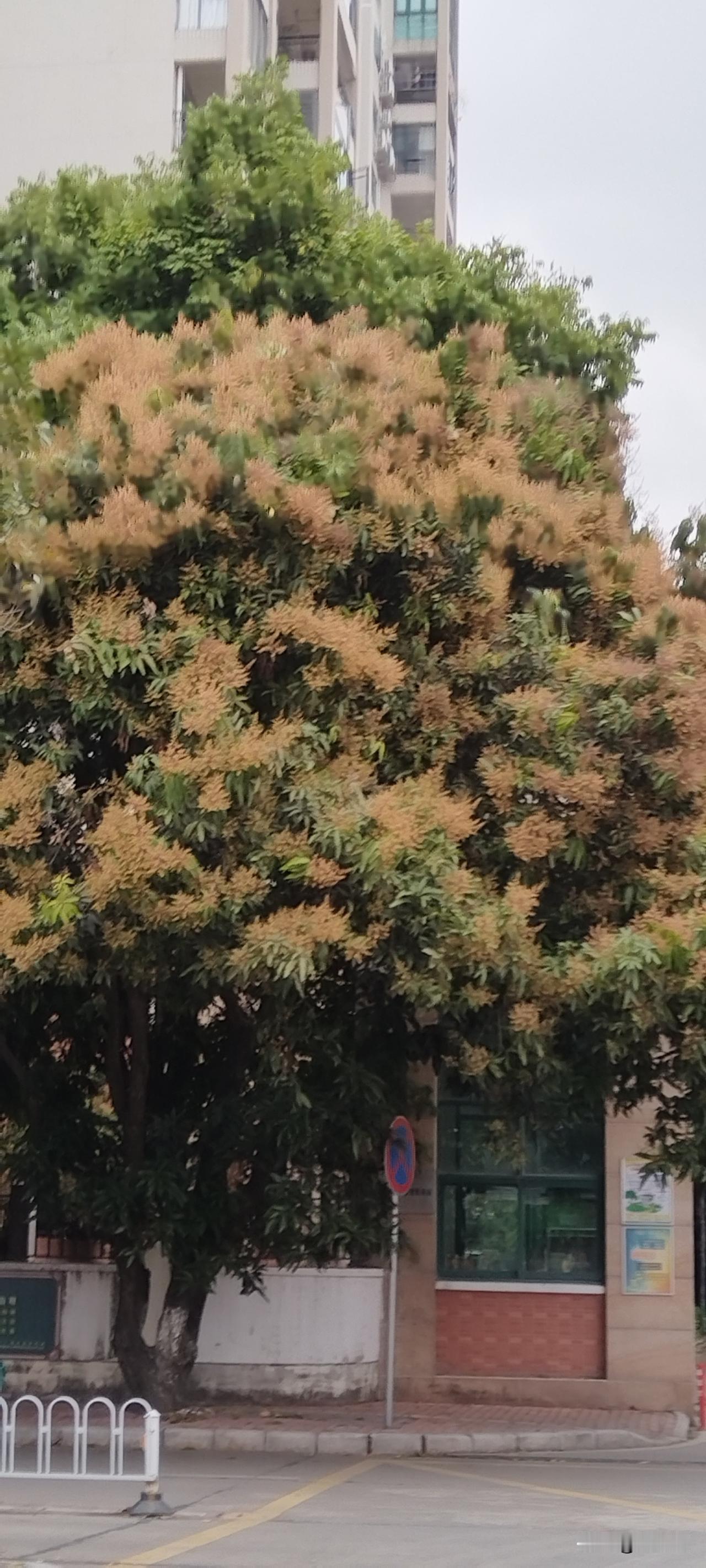 🌱 芒果生长全流程（从种子到成熟）
 
1. 种子萌发（2–4周）
 
- 果