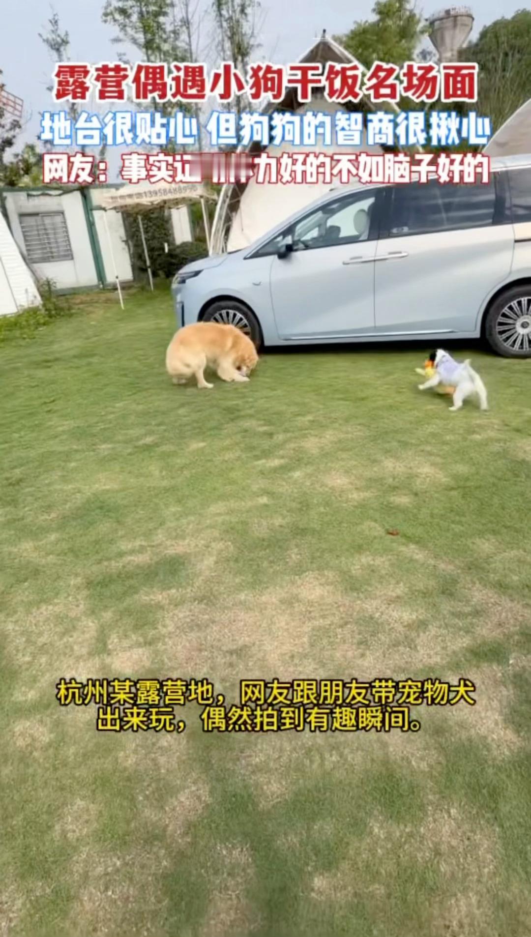 杭州的狗子精神状态有点说法杭州露营地里金毛智商上大分杭州的狗子真的开了挂，露营地