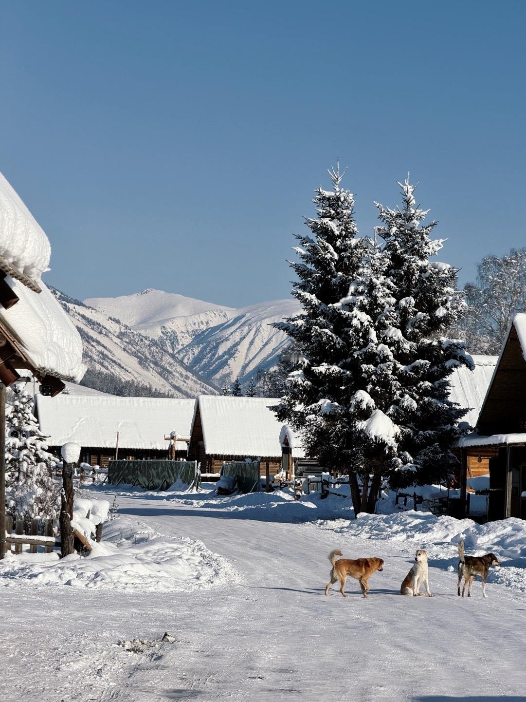 -30度☃️又冷又美的童话世界 阿勒泰·禾木村