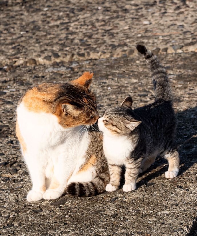 早安厚米想多赚钱 救流浪猫 