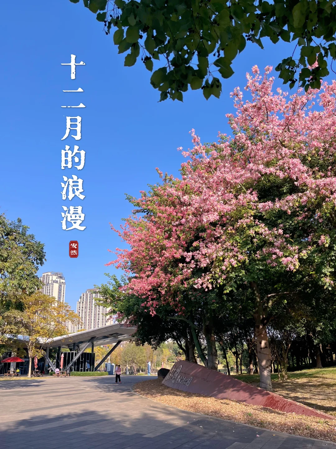 十二月的浪漫｜迷人的美丽异木棉