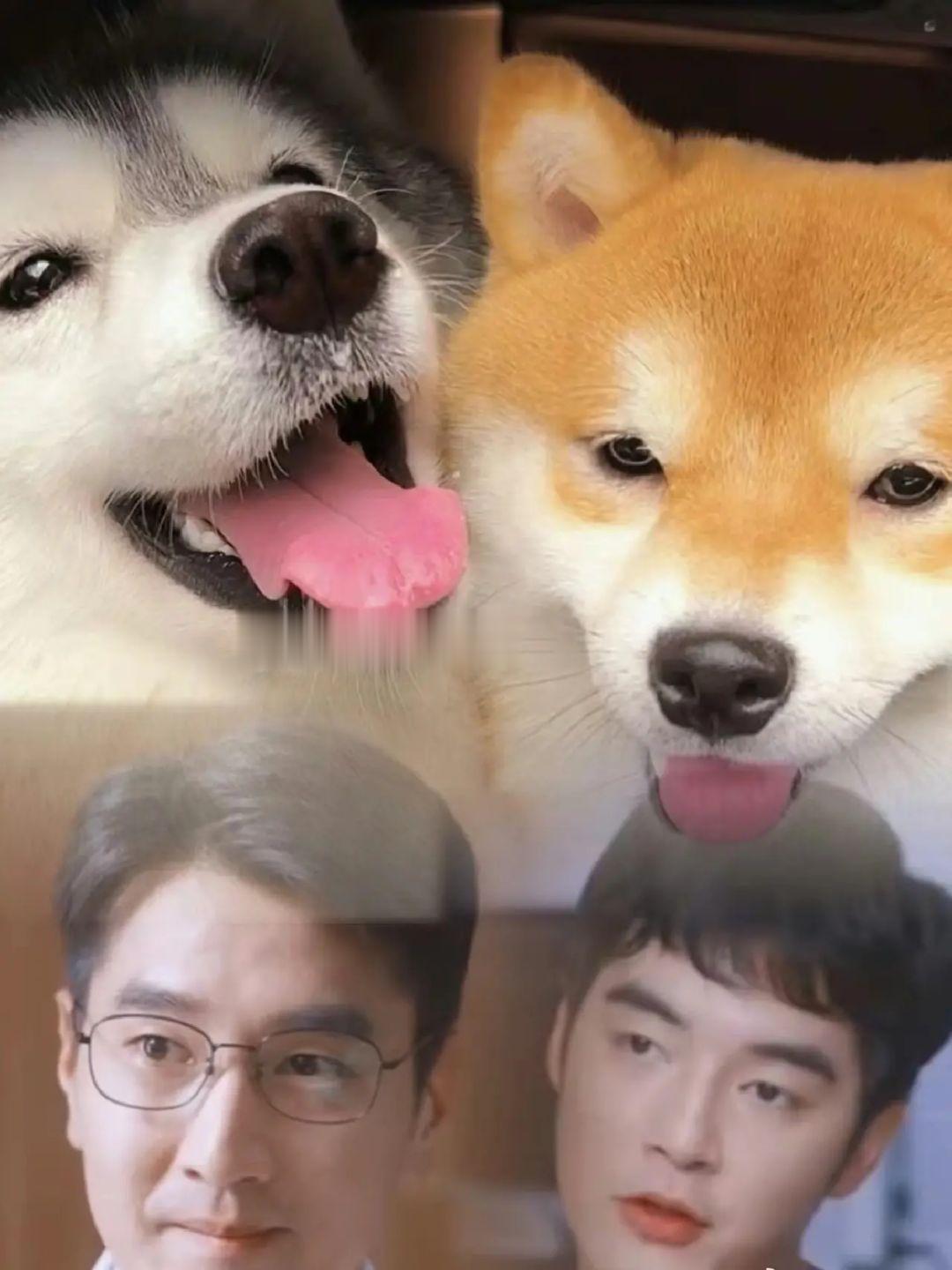 赵又廷❌金世佳，这糖我先磕为敬❗️