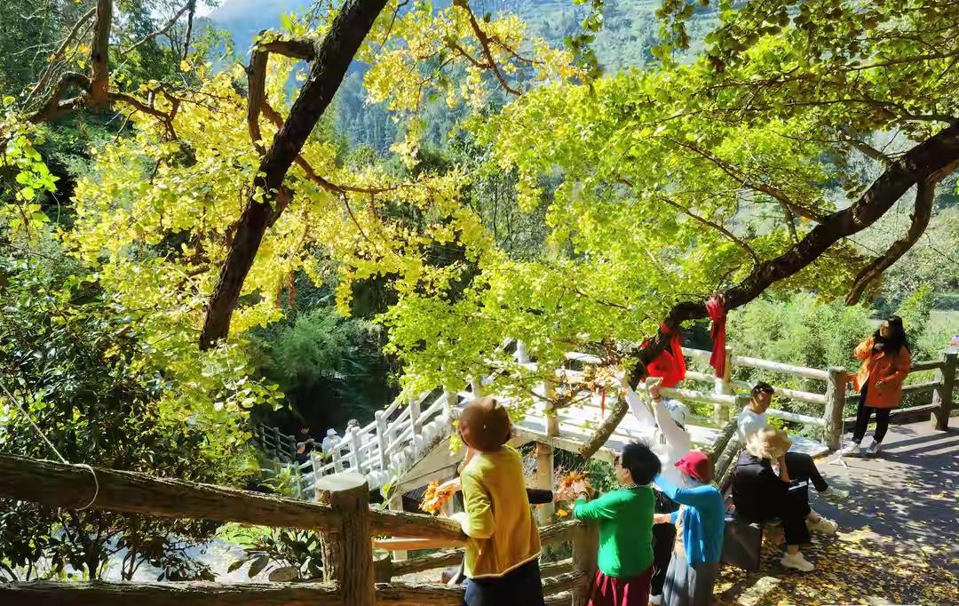 贵阳乌当区黄连村银杏树好看吗
      答案是很好看。我第一次是抖音上看到的，