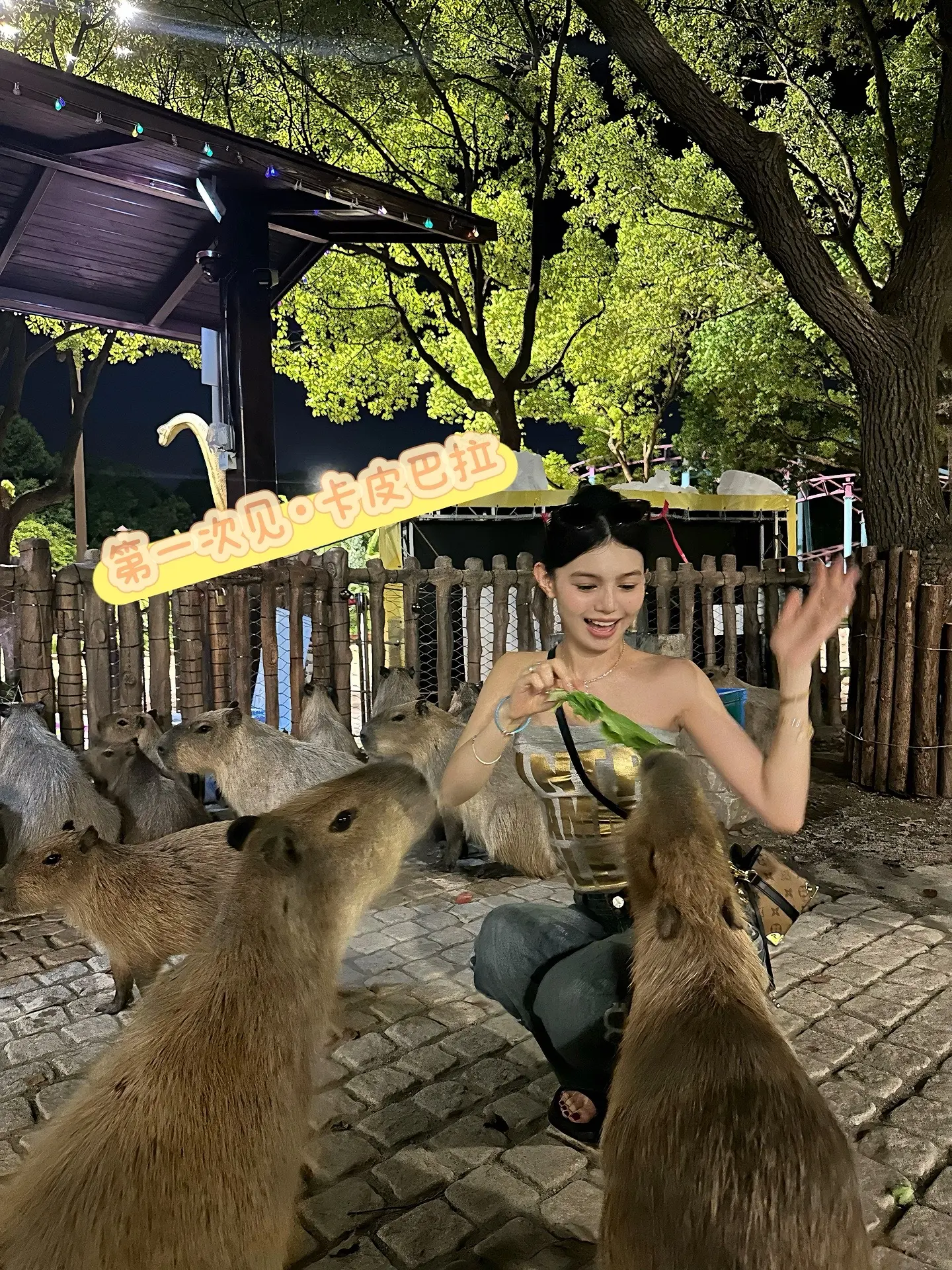 到非洲了、跟动物园似的🦓🐆🐅🐐。🦓🐆🐅🐘🦣🦙🐐