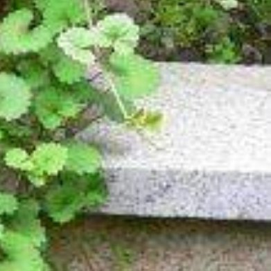 紫背金钱薄荷（观叶垂吊小众草本）种植方法1. 配土营养土:椰糠:珍珠岩=4:3: