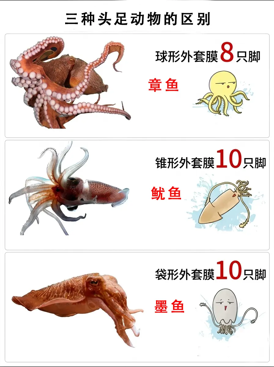 章鱼、鱿鱼、墨鱼有什么区别？。这三种常见的头足类经常被搞混！ 三者都是...