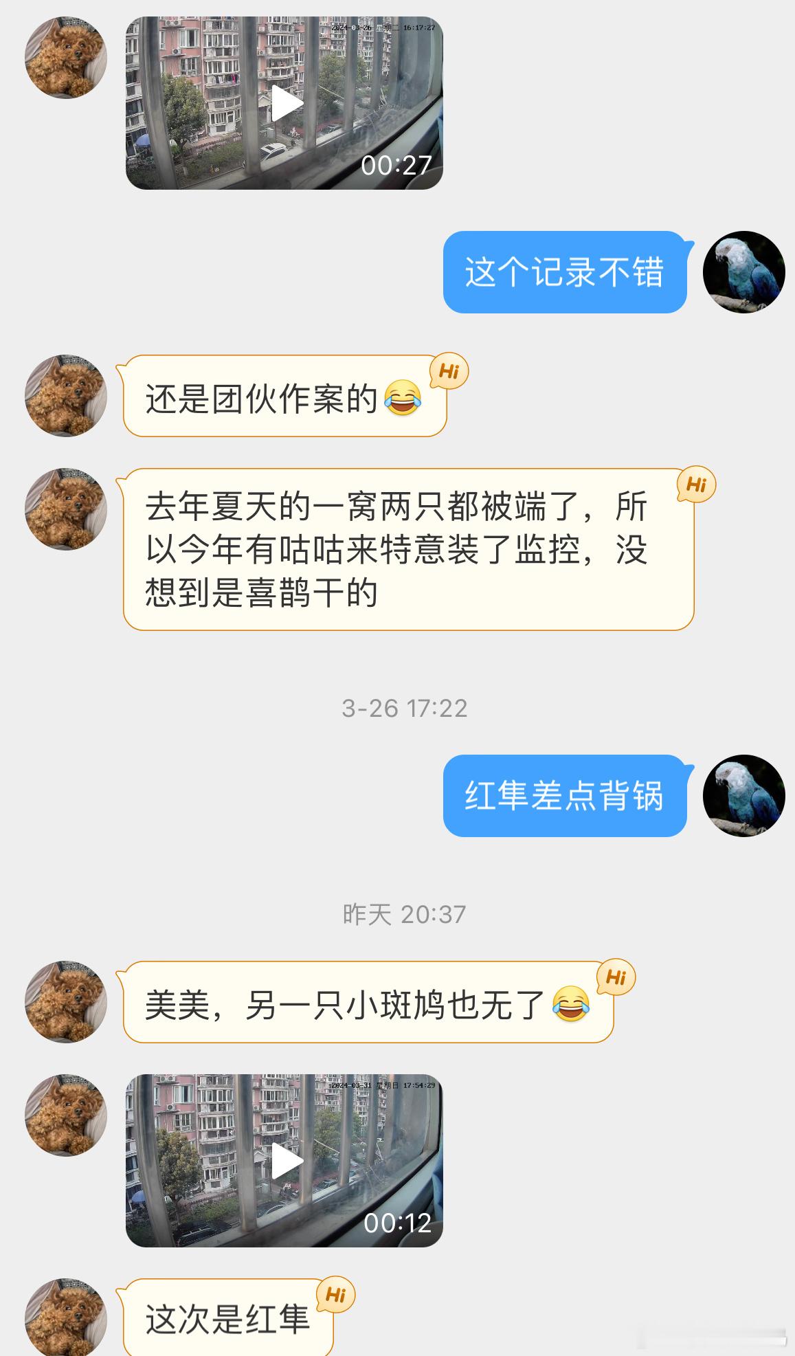#鸟粉投稿# ？？？这我是真妹想到的喜鹊前天刚过来抓走一只小斑鸠今天红隼也过来吃