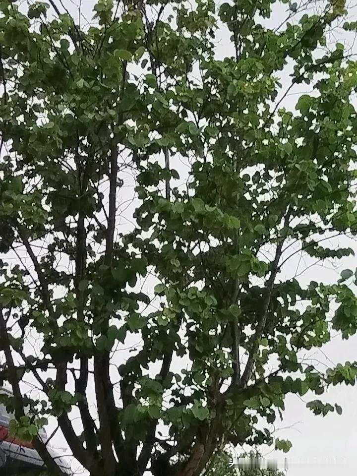 我的今日状态：😁轻松愉快
我这里的天气：🌤️多云有雨。风雨天季，注意防雨防风