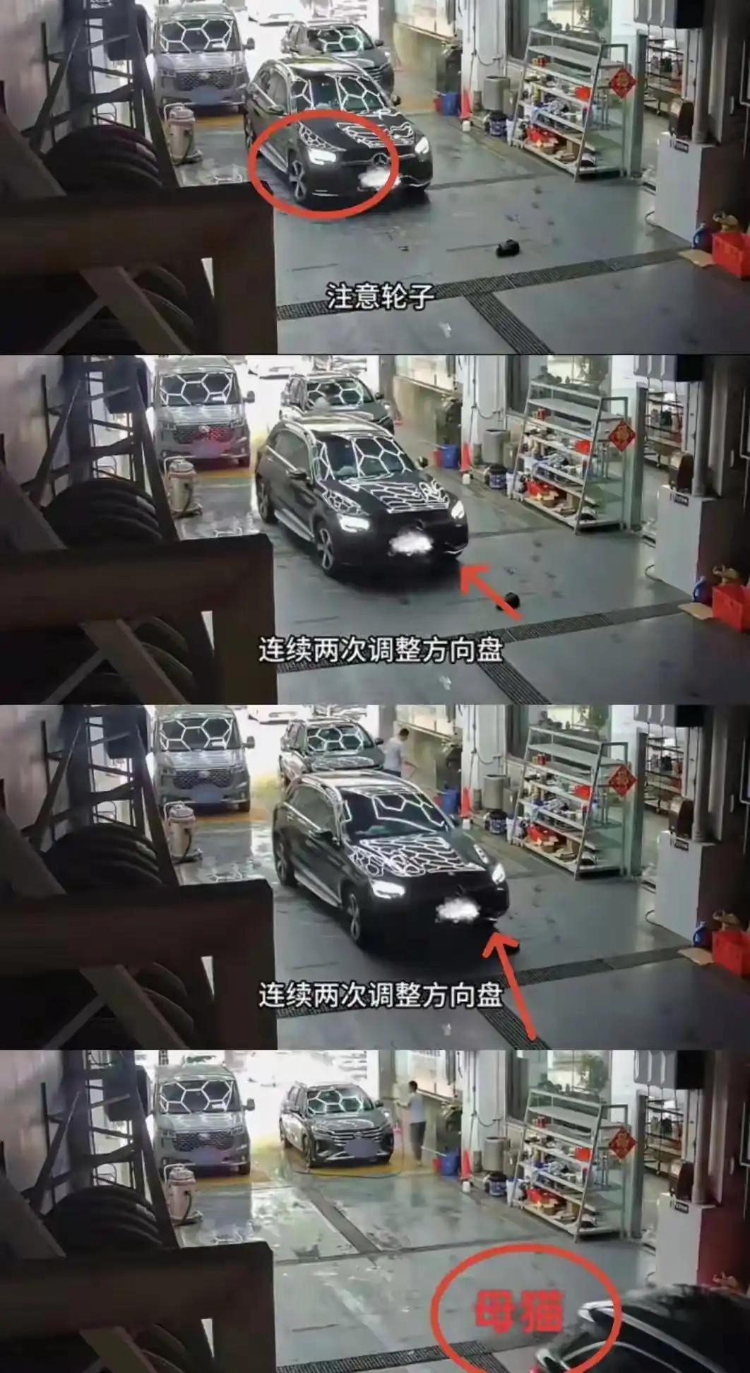 这真是大快人心啊！奔驰男碾压哺乳期母猫后续：态度嚣张拒认错，身份曝光，账号被封，