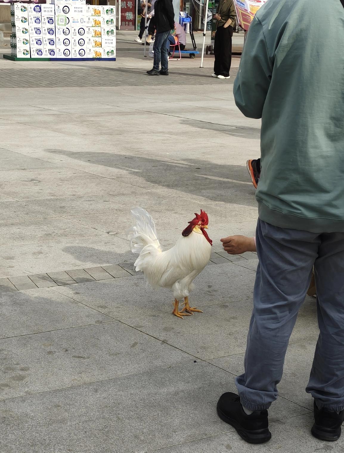 北京街头惊现“遛鸡”现场，这大白公鸡也太乖了！
 
今天出门逛街，直接被眼前一幕