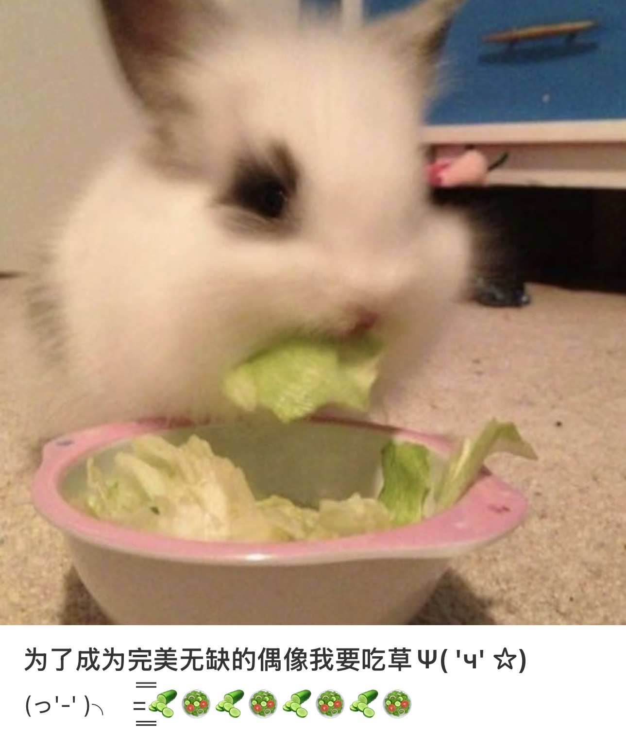 不吃红油不吃玉米排骨吃水煮虾和素藕片我都我都。。。谁吃自助还专门吃减脂类的啊我都