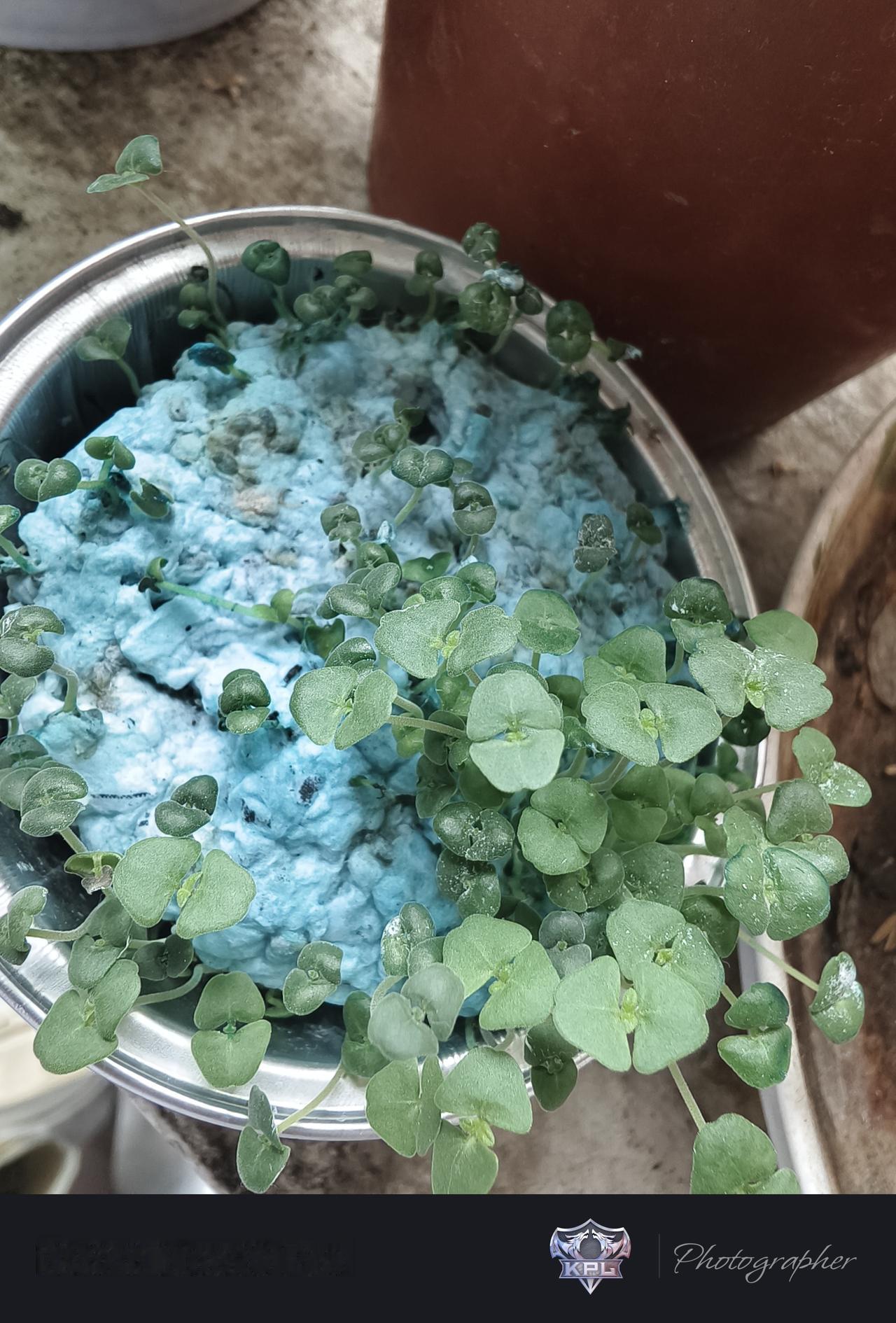 最近看到广州南沙的甘蔗都是一块两块钱的，还有增城前排还有免费砍。希望蔗农别亏太多