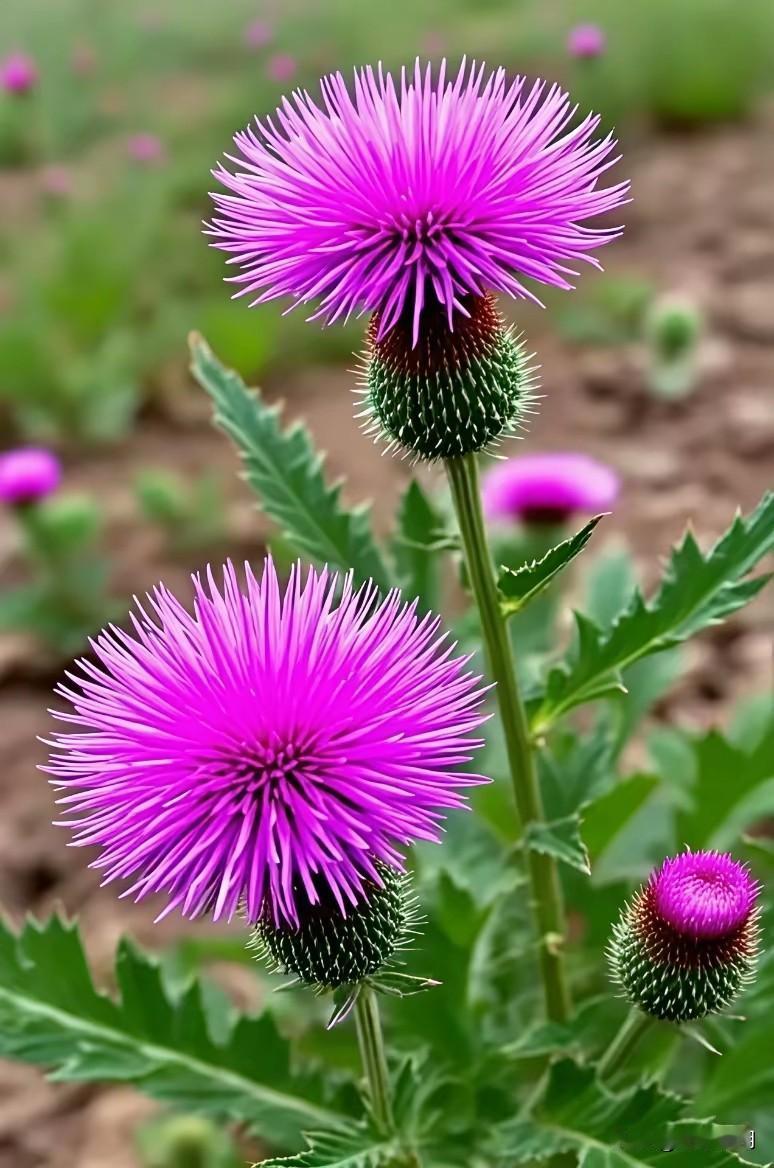 脑硬是怎么发生的，邻居80岁老人，平时高血压、高血糖，按时吃药，能跑能跳，生活能