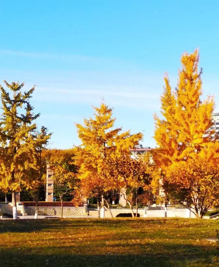 北京的秋天宛如打翻的“调色板”
不仅有缱绻的金，还有空灵的蓝、辽阔的绿和夺目的红