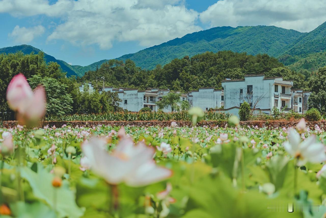 婺源的风景，几乎处处都可入画。其实不一定要去收费的景区。松风翠就是这样一个景美人