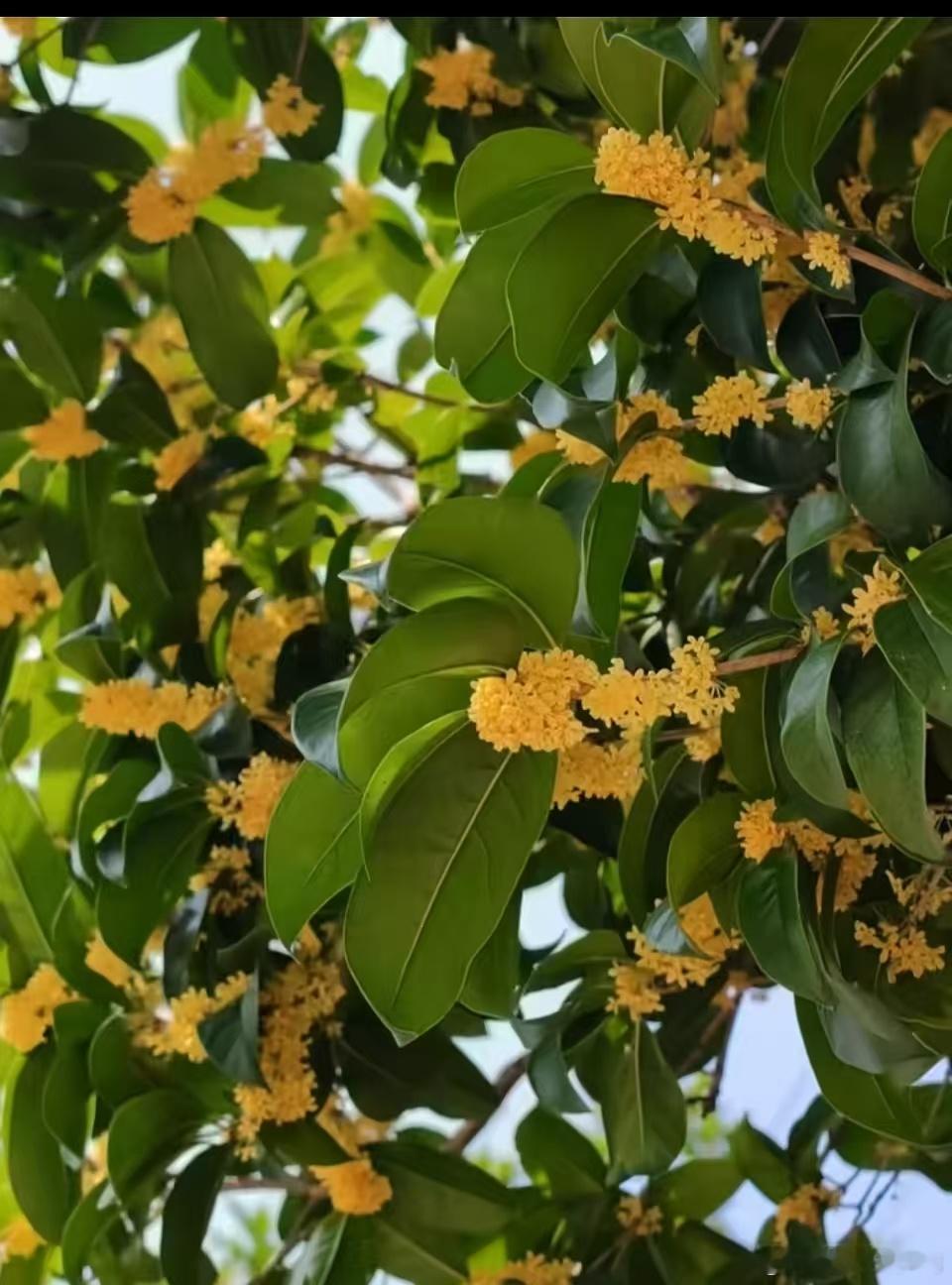 萤火乐园[超话] 忽闻桂花香，方知秋已至。 ​​​