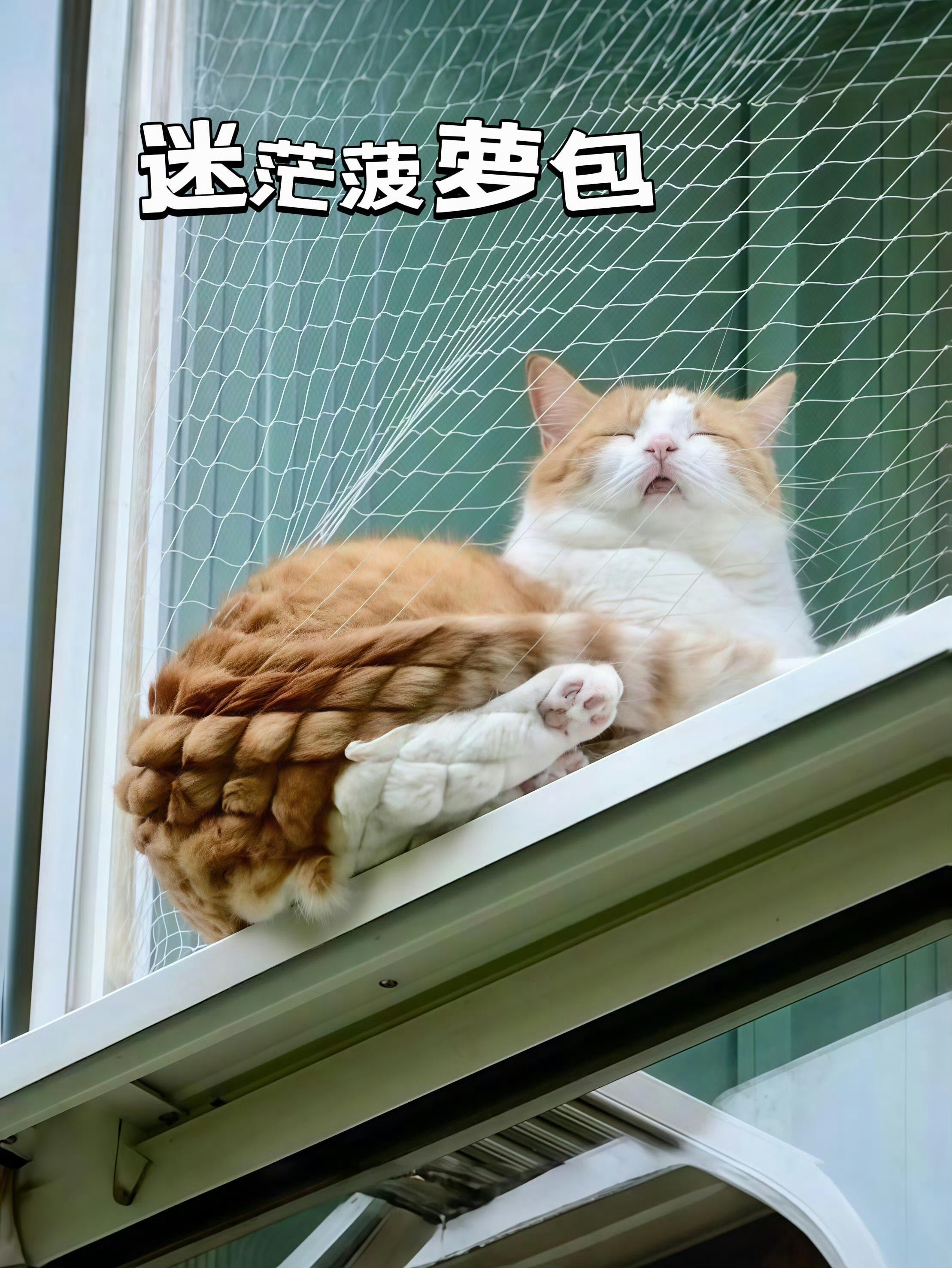 猫咪，你是个菠萝包[憧憬] 