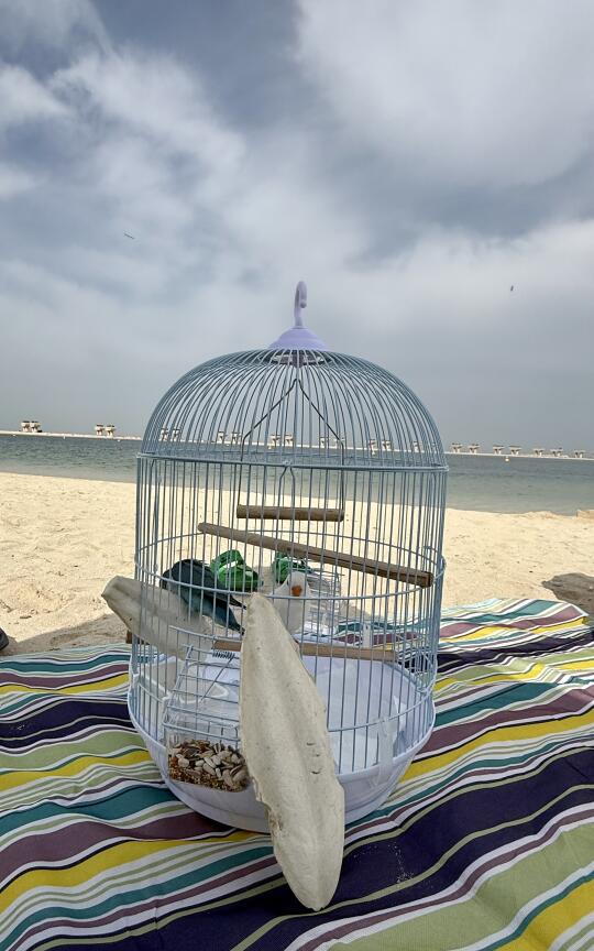 捡两块比我脸还长的墨鱼骨头