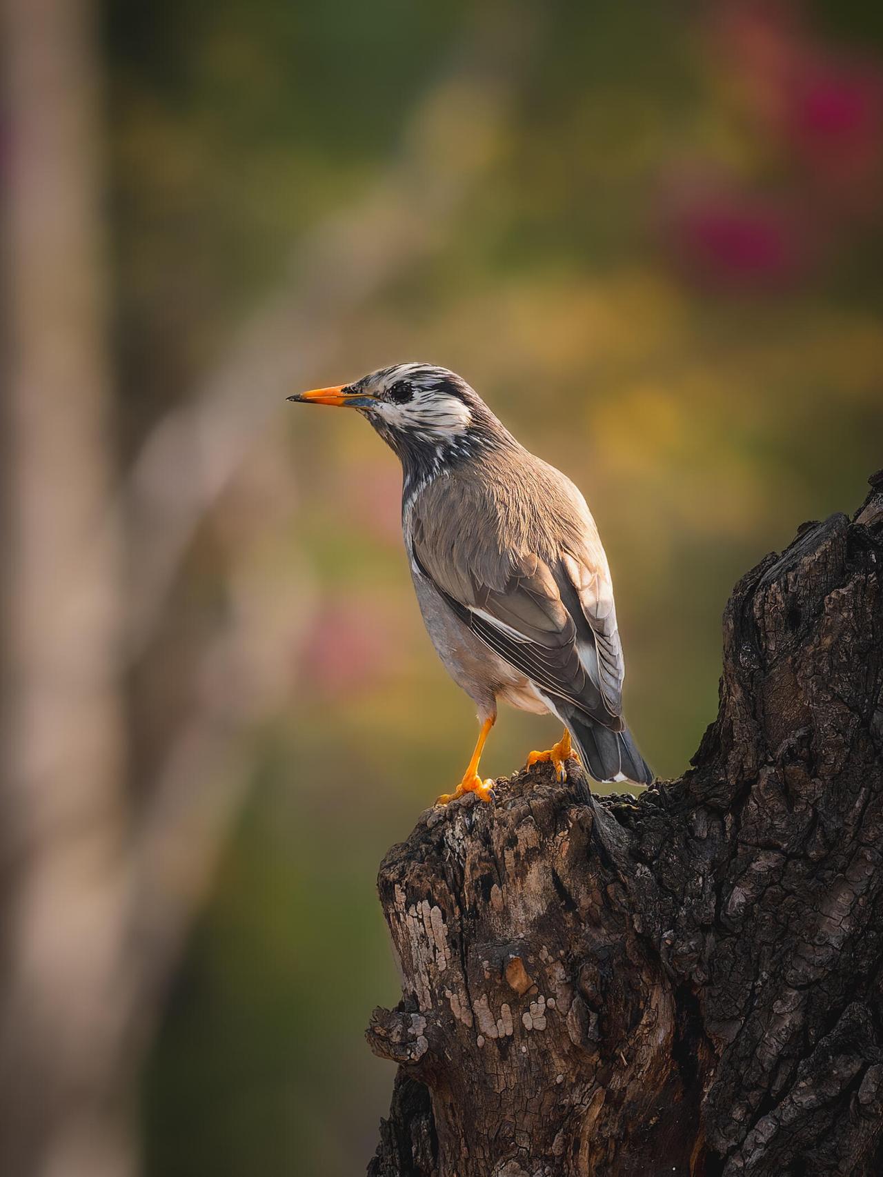 远望自由自在的灰椋鸟