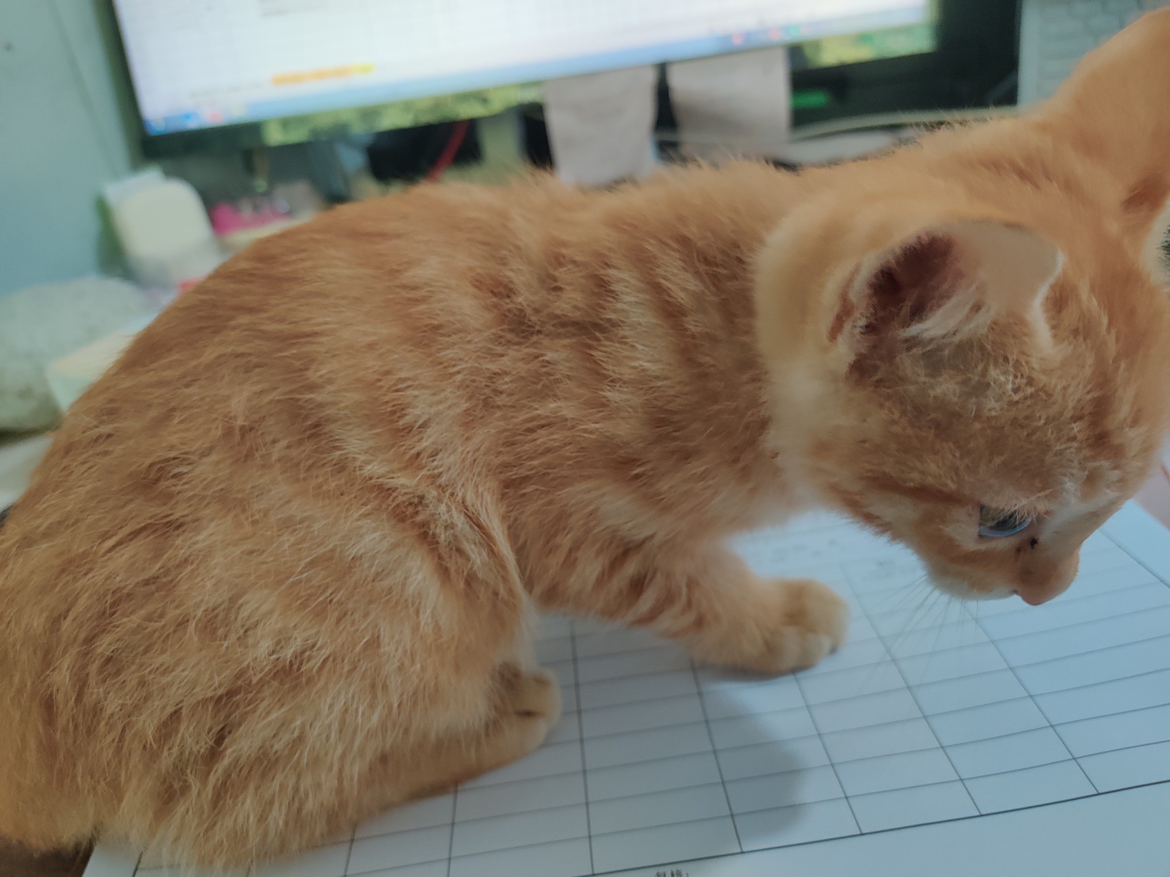 生活手记捡只猫🐱 