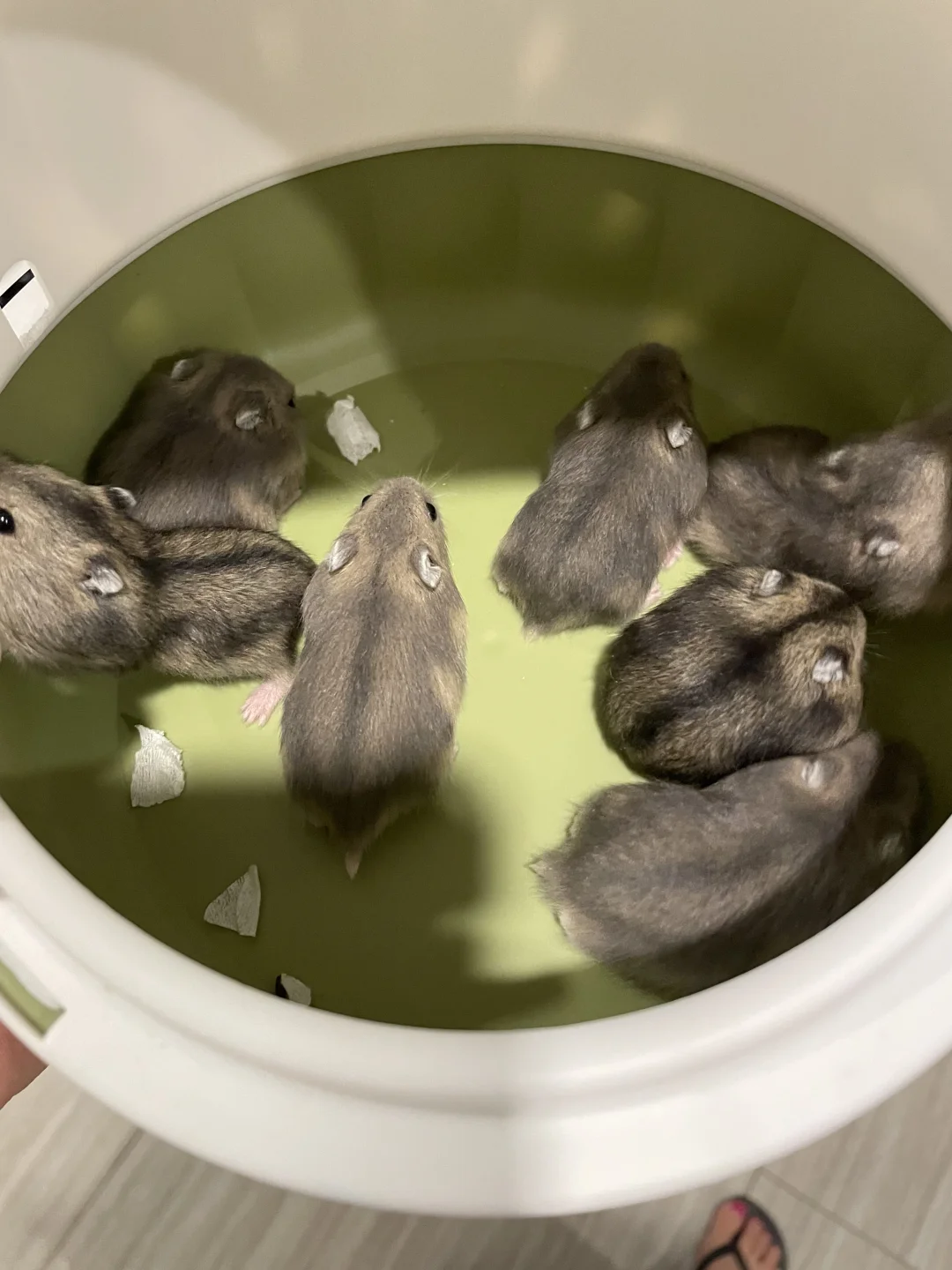 鼠友的三线紫仓宝宝，免费领养