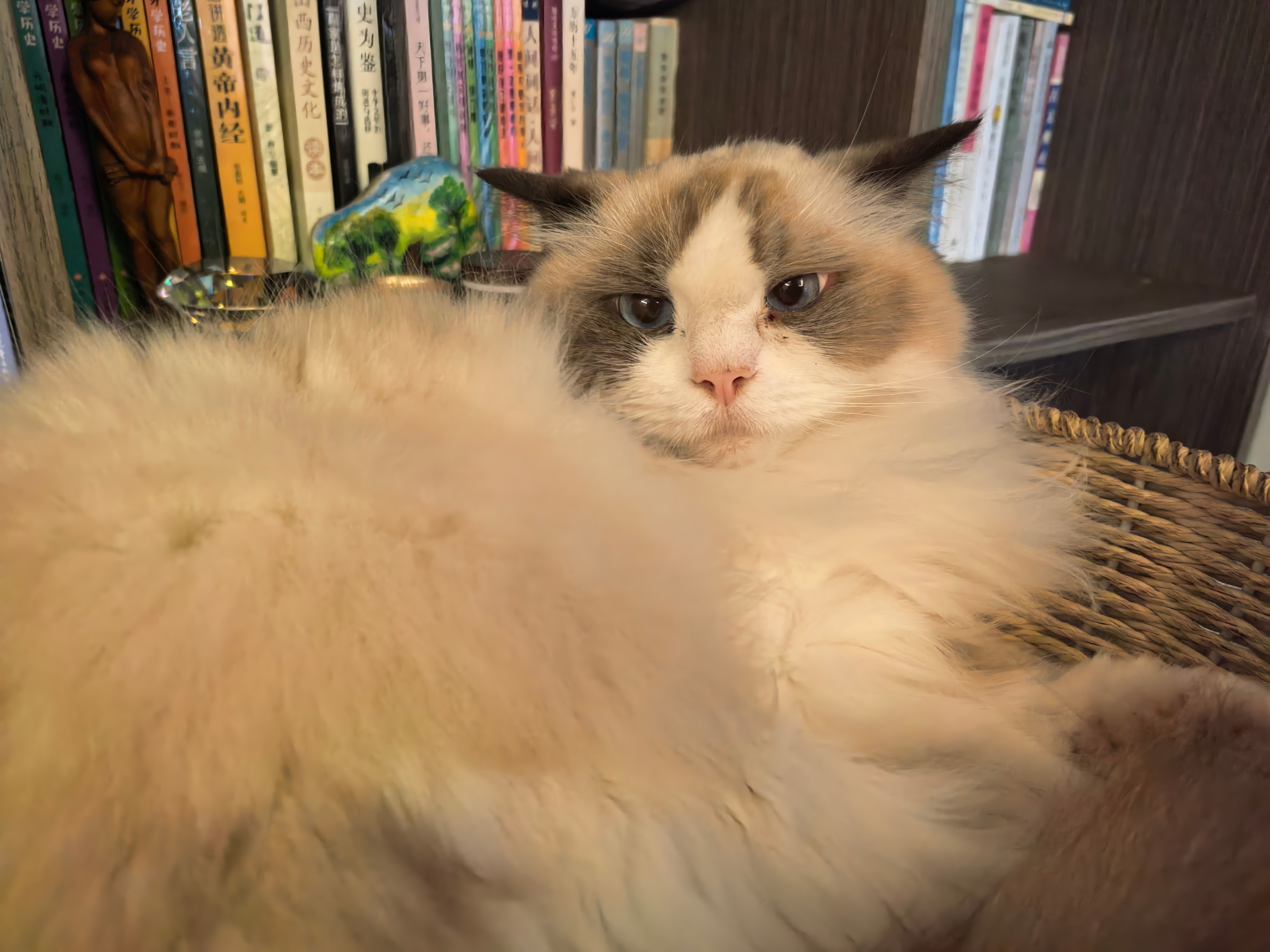 咪咪也从少女变成老猫了 ​​​