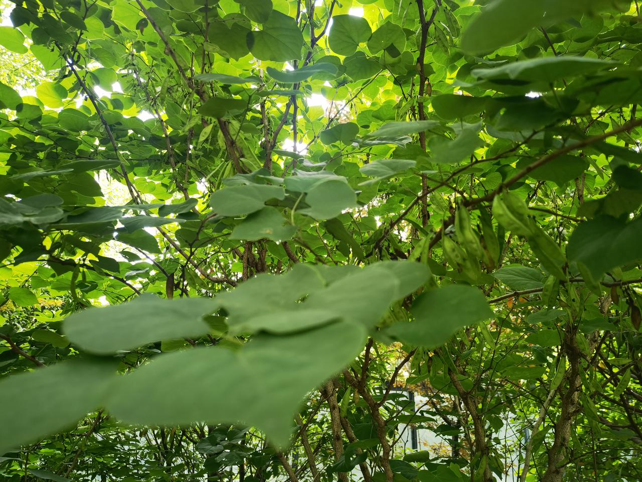 AI创作虽能在部分领域替代人类作家，却永远无法复刻人类独有的风格与创造力，这是其