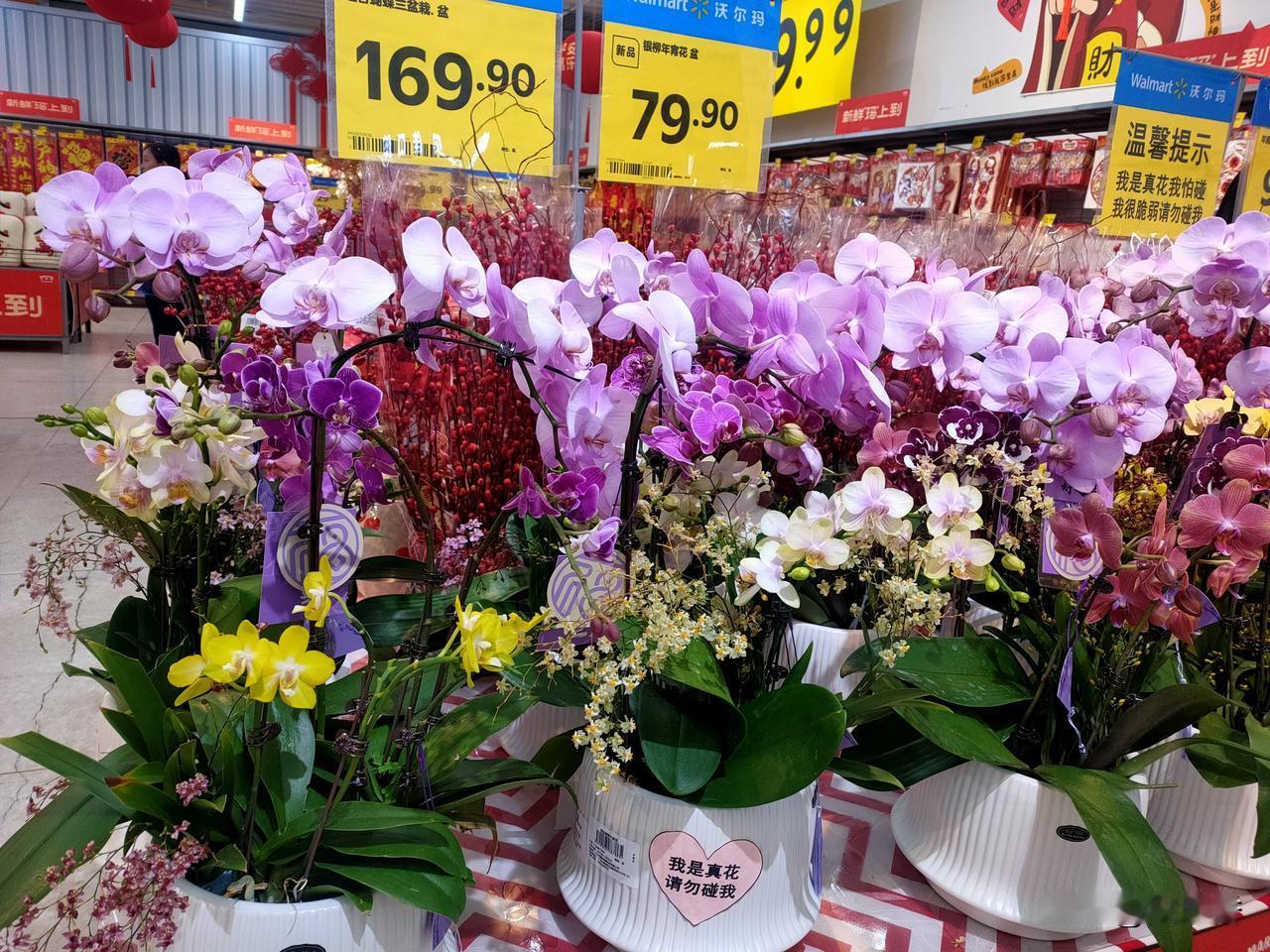 今年冬天的不同屋外美景屋里造，这个冬天让屋里有生气，花盆里的花整一盆，拿回家，美