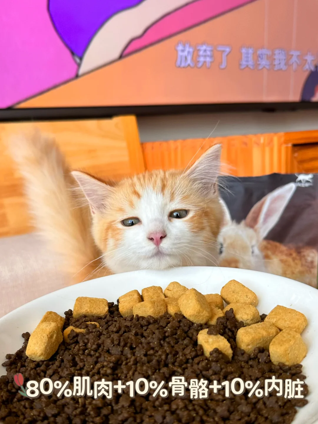 国产猫粮推荐｜嘎嘎长肉吃出大圆脸