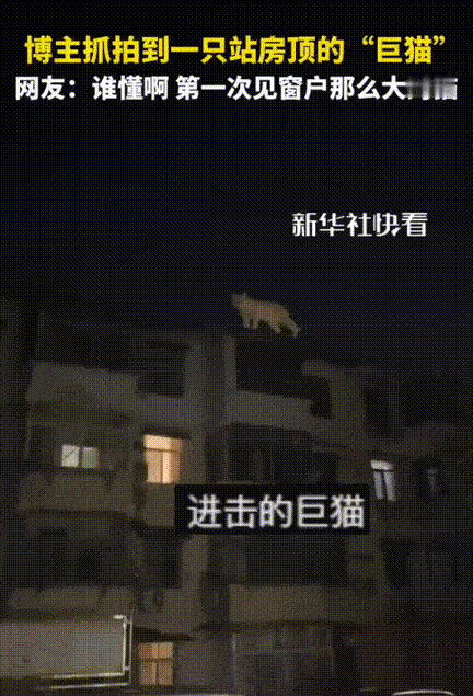 差点解释不清了！女生半夜睡不着觉从窗户往外看了一眼直接被震惊了！一只“巨猫”在对