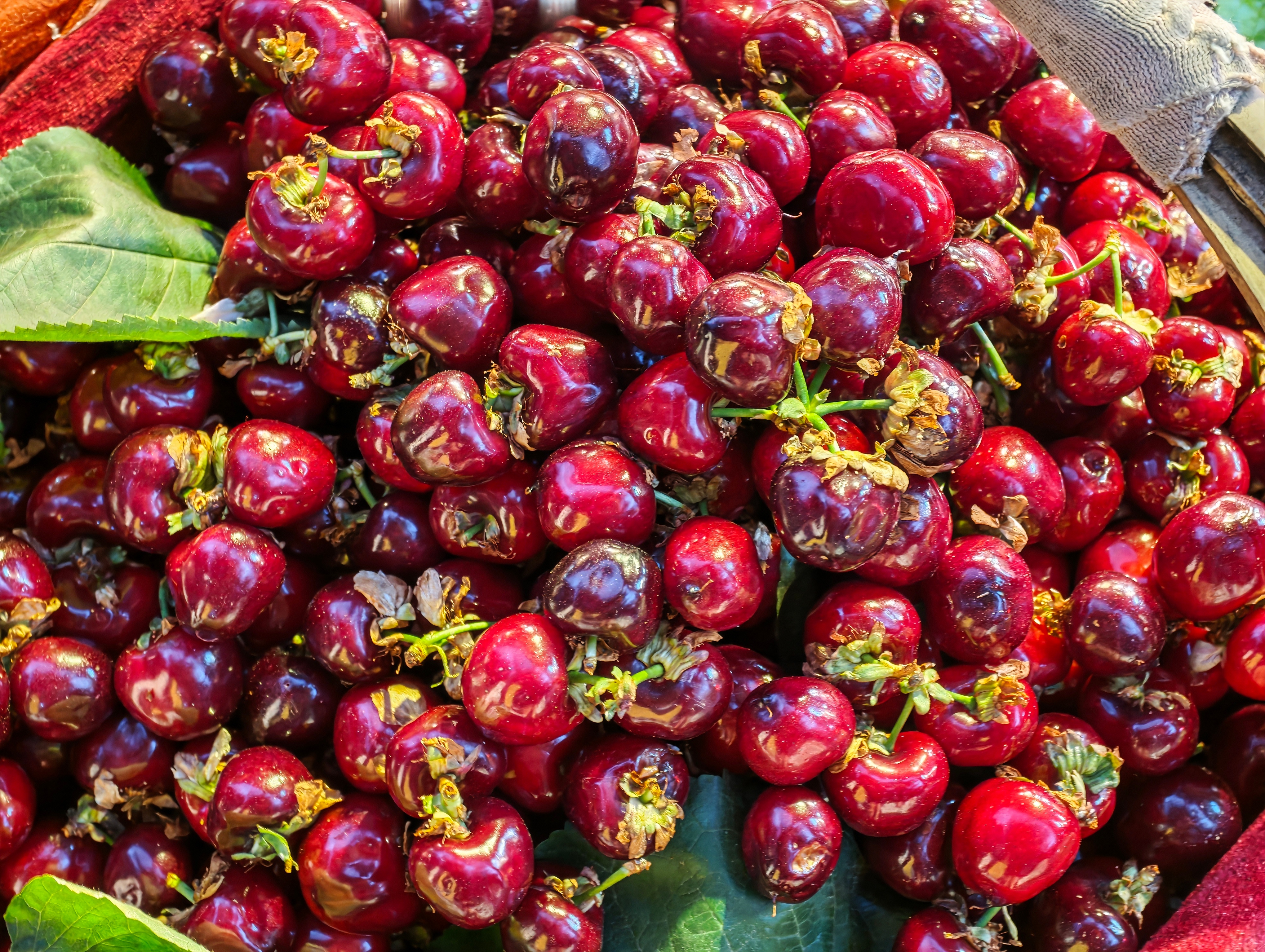 妈呀，攀枝花的露天车厘子上了，80一斤几十年的老樱桃树嫁接的，味道极其浓烈，果柄