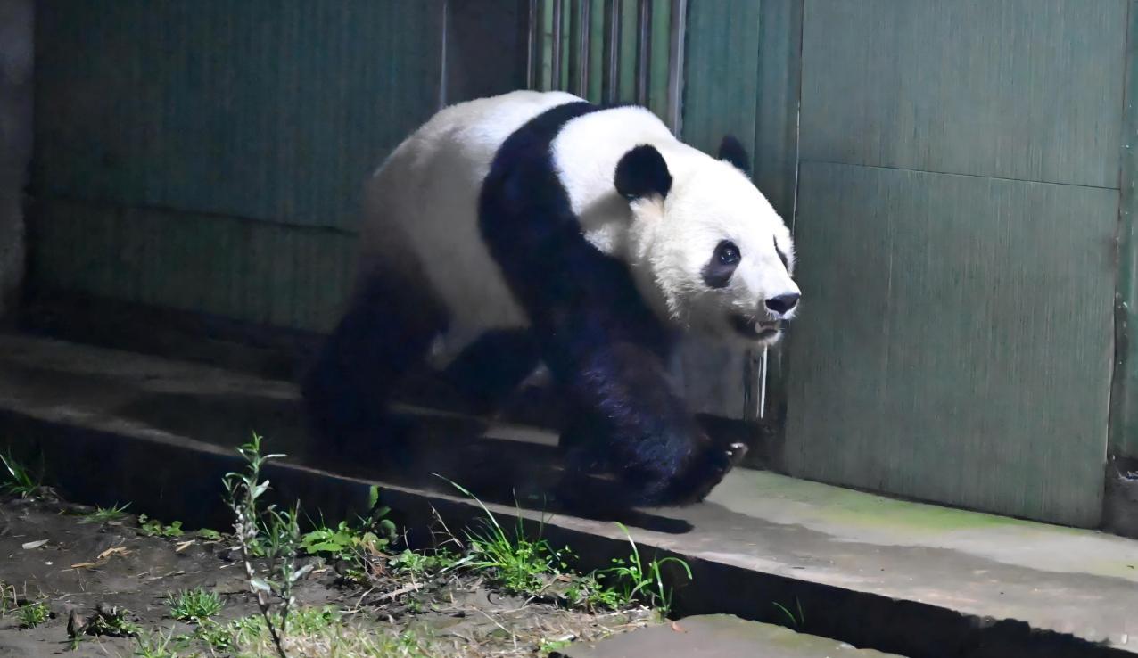 旅日大熊猫回国走出快乐步伐 旅日双胞胎大熊猫“晓晓”“蕾蕾”平安抵蓉，入住雅安基