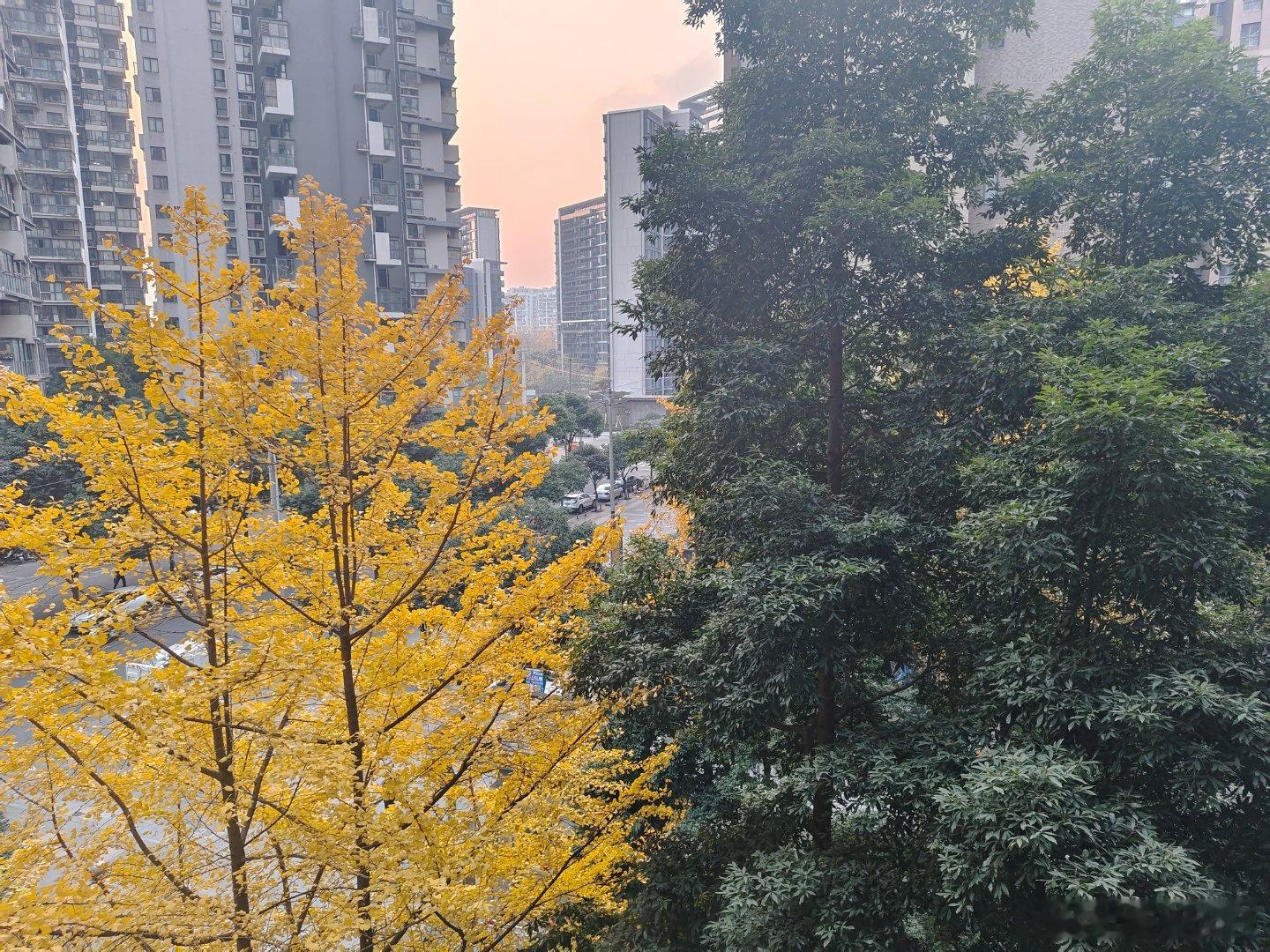 夕阳映照下银杏越发金灿，也日渐稀疏，才三天而已，日子就像叶子一样，又慢又块，飘飘