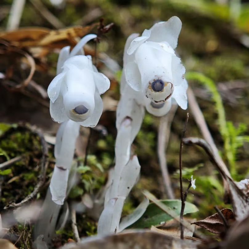 河南发现300多株冥界之花水晶兰¹ 前几天刚上过热搜，湖南发现的水晶兰。² 水晶