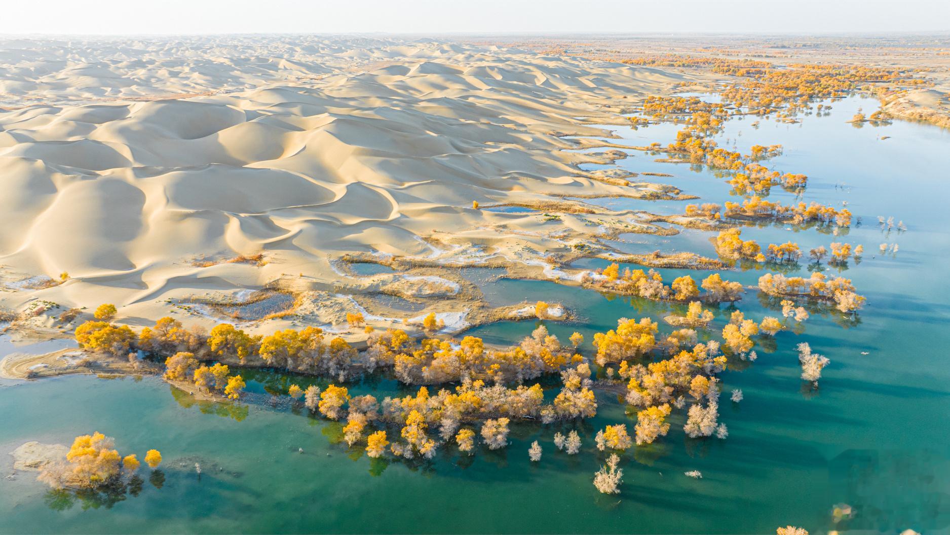 沙漠的花边 新疆｜葫芦岛#大美新疆#  