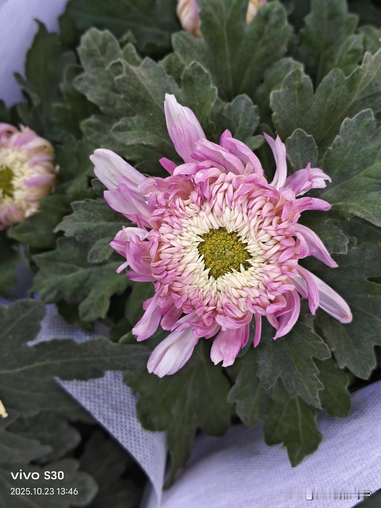 冬日生活打卡季