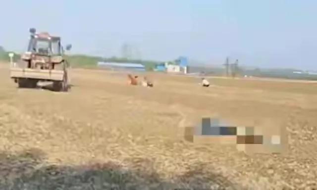 收割机在前边收庄稼尘土飞扬，村民在后边捡拾谷穗争先恐后，如此一幕在现实中魔幻上演