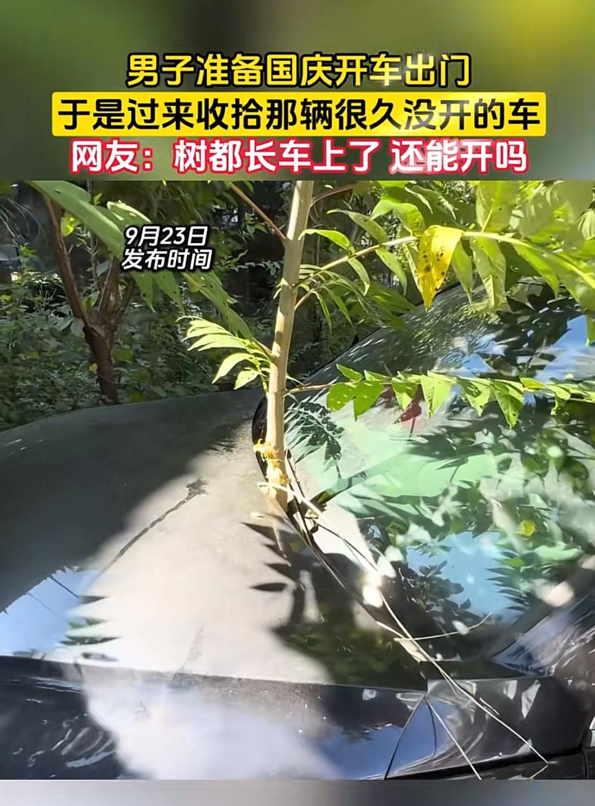 国庆前收拾完行李准备自驾去浙西大峡谷，下楼走到停车位直接傻了。
停在老小区树荫下